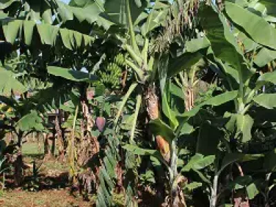 Bananenpflanzen wachsen auf der Anbaufläche des Malaika Children’s Home.