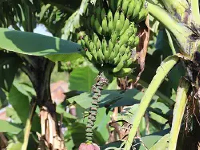 Große Staude mit noch grünen Bananen und einer violetten Bananenblüte.