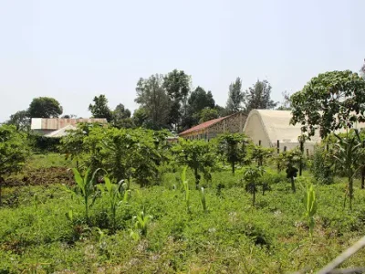 Begrünte Anbaufläche des Malaika Children’s Home mit jungen Bäumen und weiteren Nutzpflanzen.