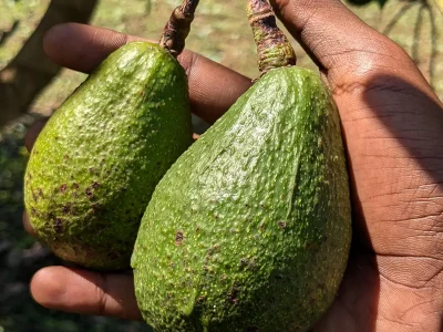 Avocados