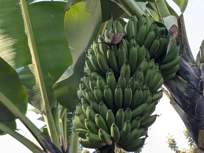 Bananenstaude