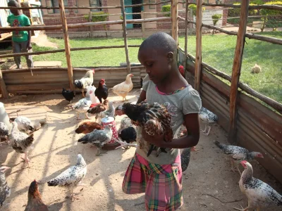 Kind versorgt Huhn im Hühnerstall