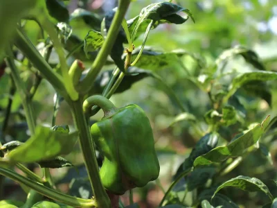 paprika_IMG_7955