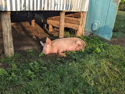 Schwein liegt im Gras