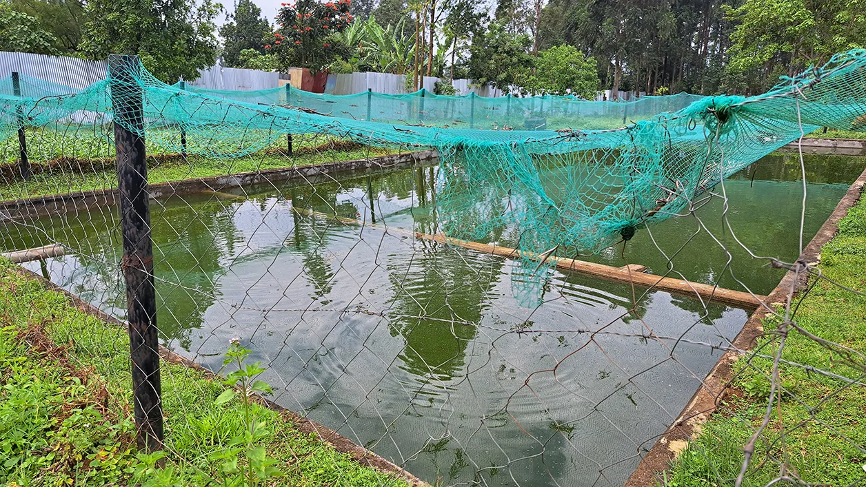 Ein großer länglicher Fischteich, der von einem grünen Fischernetz überspannt ist.