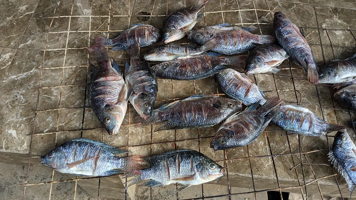 Mehrere frisch gefangene Tilapia aus der eigenen Fischzucht des Malaika Children’s Home liegen zur weiteren Zubereitung bereit.