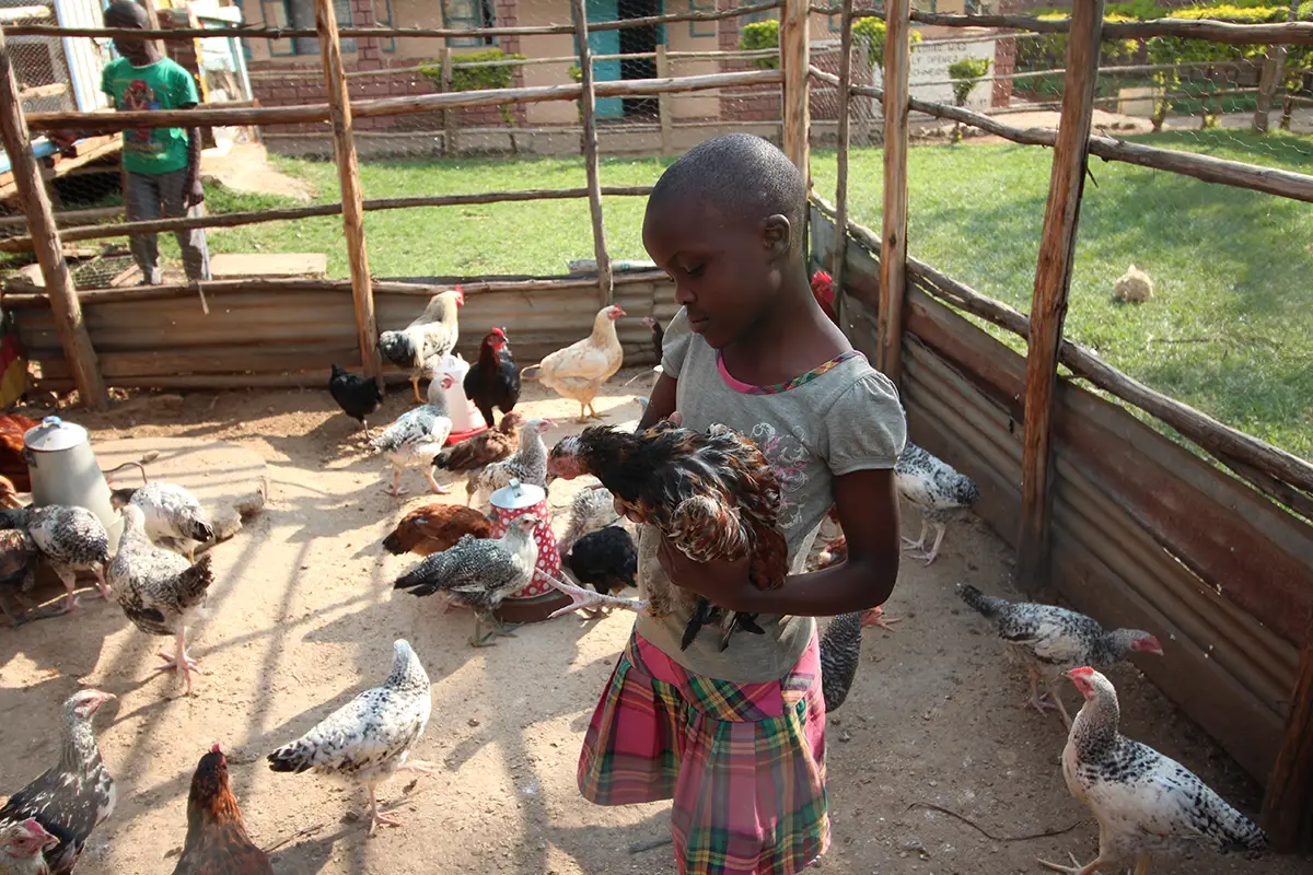 Kind versorgt Huhn im Hühnerstall