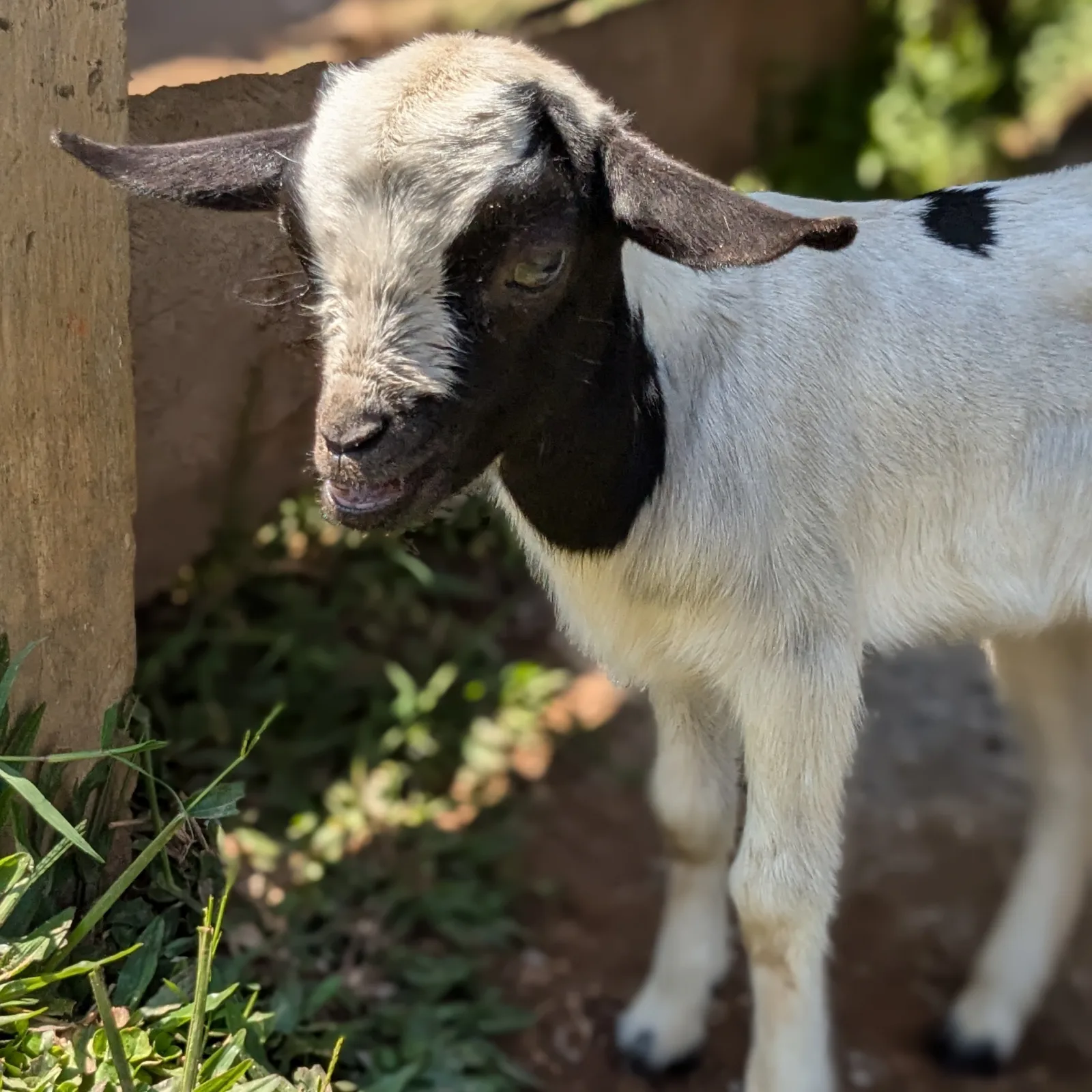 Junge Ziege im Malaika Children's Home